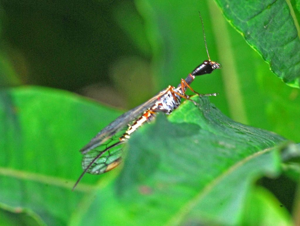 Dichrostigma flavipes (cfr.), femmina